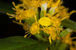 Ouachita Mountain goldenrod